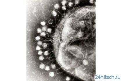 Ученые обнаружили первые «полезные» вирусы