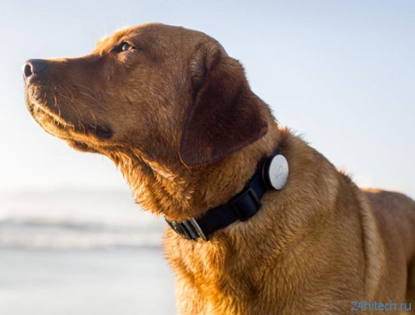 Whistle Dog Collar — ошейник, отслеживающий активность собаки