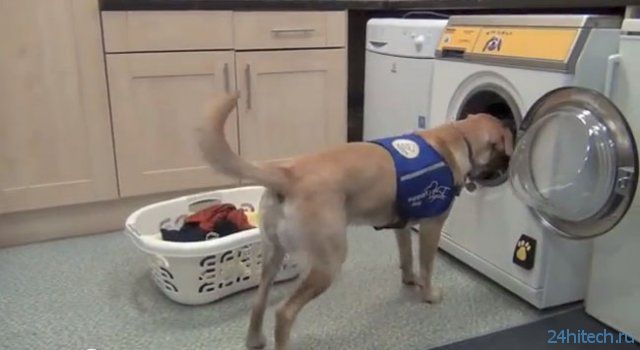 Стиральная машина, которой могут управлять собаки (видео)