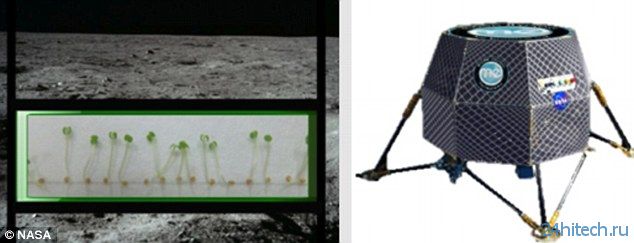 NASA планирует засадить Луну цветами и репкой (3 фото)