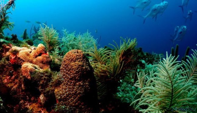 Очистить океаны от токсичных загрязнений помогут искусственные кораллы