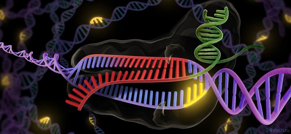 Ученые изменили T-клетки с помощью генетической методики CRISPR