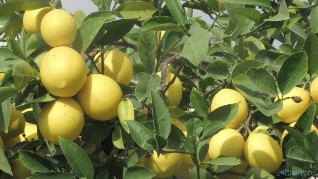 биология | Лимон содержит модулятор иммунитета нарингенин