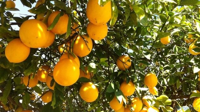 биология | Лимон содержит модулятор иммунитета нарингенин