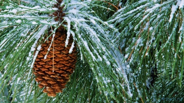 биология | Полезен ли новогодний сосновый аромат?