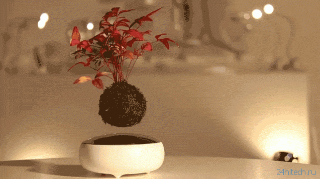 Air Bonsai – декоративное растение, парящее в воздухе