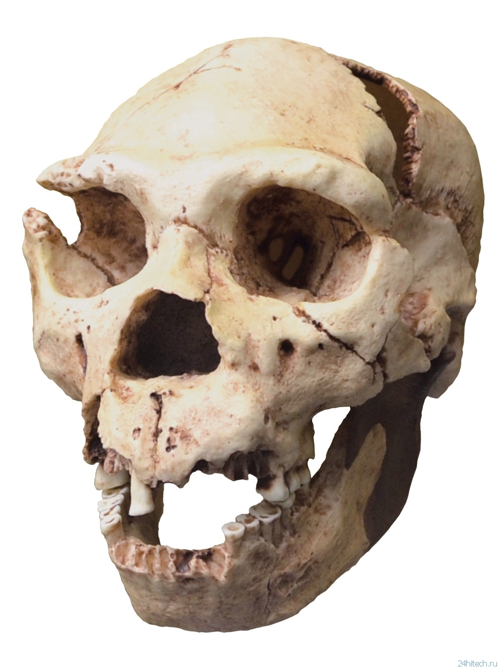 Генетики изучают тайны забытой истории неандертальцев