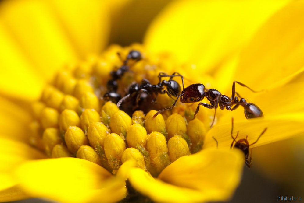 Как муравьи помогут в изобретении нового поколения антибиотиков?