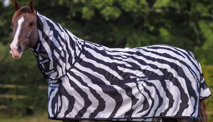 Зачем учёные надели костюм зебры на обычную лошадь? Во имя науки!