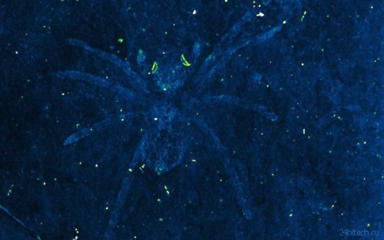 Окаменелый паук умеет светить глазами даже спустя миллионы лет