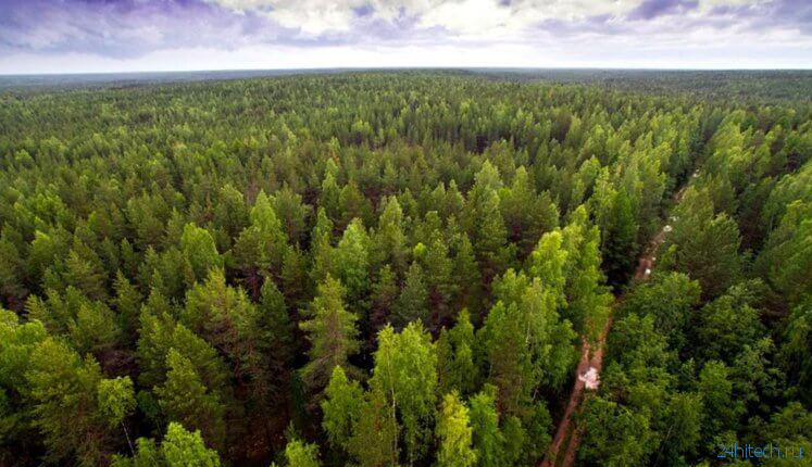 Что будет, если на Земле появится лес размером с континент?