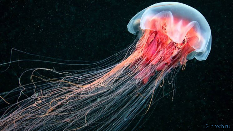 Как медузы восстанавливают утраченные ткани?