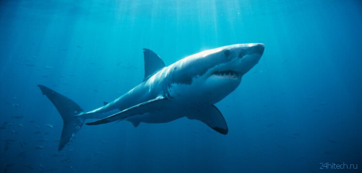 Белые акулы ежегодно собираются в группы у берегов Австралии, но непонятно зачем