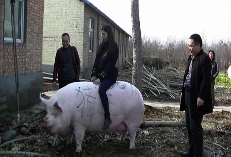 Почему в Китае начали растить свиней размером с белого медведя?