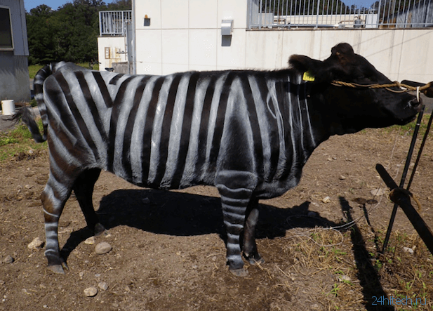 Коров можно защитить от мух, покрасив их в цвет зебры