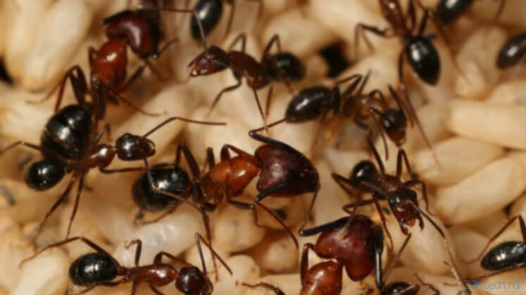 У колонии муравьев есть воспоминания, которых нет у самих муравьев