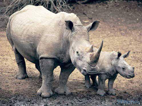 Может ли клон белого носорога спасти целый вид от вымирания?