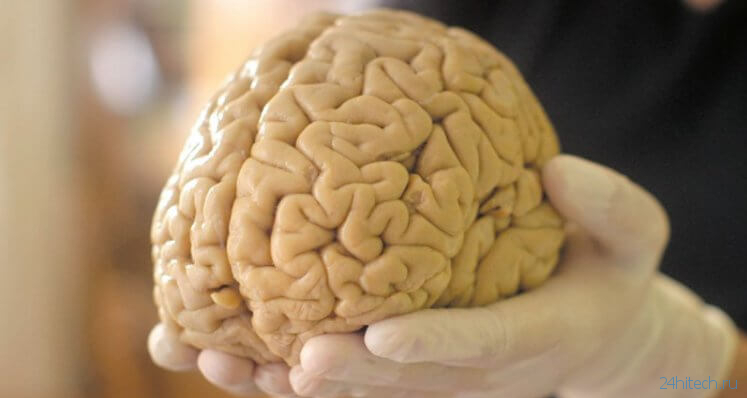 Мозговая ткань способна функционировать вне тела почти месяц