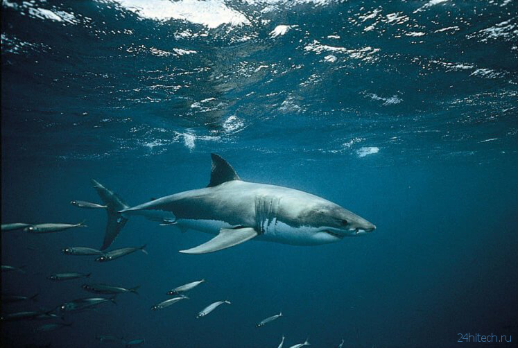 Белые акулы ежегодно собираются в группы у берегов Австралии, но непонятно зачем