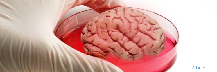 Мозговая ткань способна функционировать вне тела почти месяц