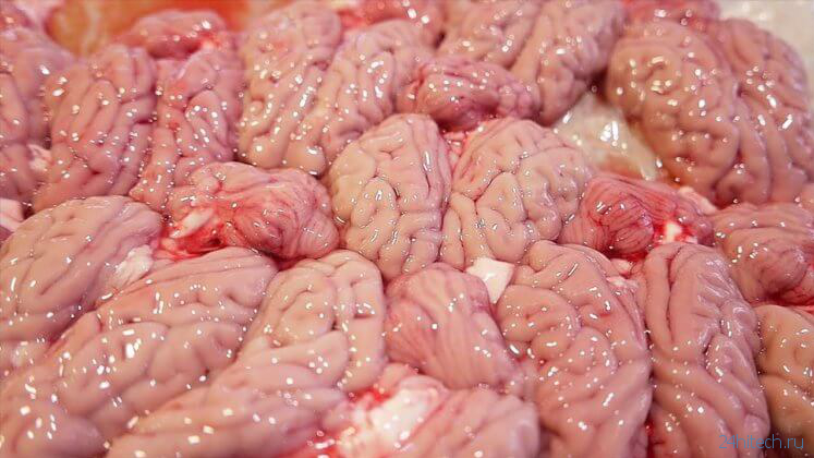 Восстановлена активность мозга у 32 мертвых свиней