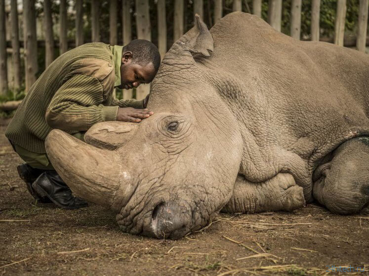 Может ли клон белого носорога спасти целый вид от вымирания?