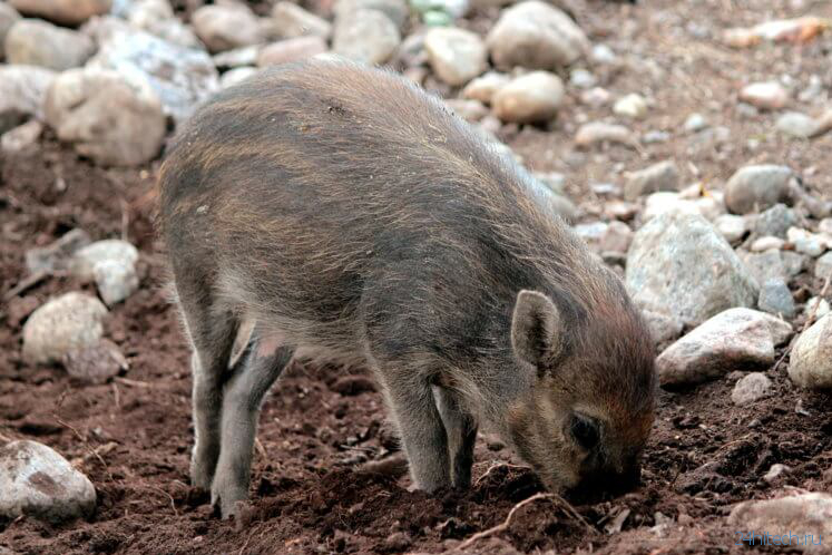 видео | Свиньи умеют копать ямы при помощи инструментов