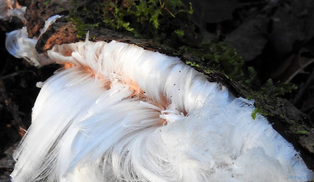 Из-за чего в лесах образуются «ледяные волосы»?