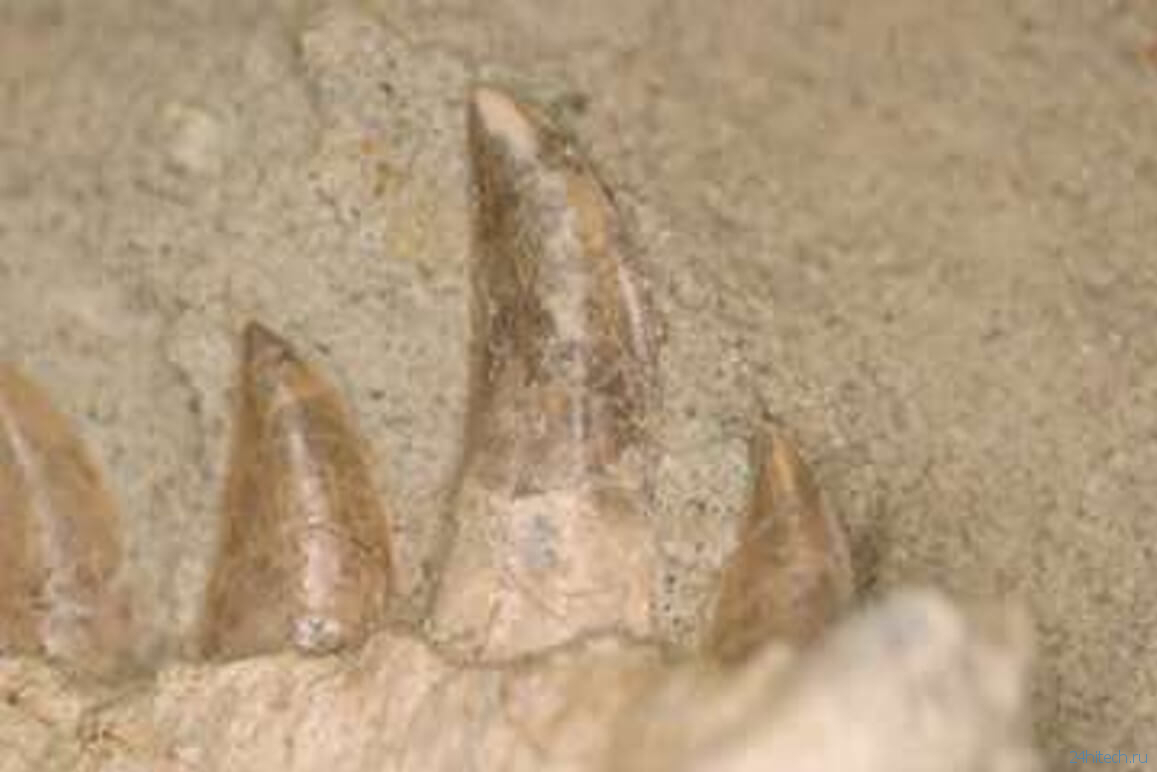 Почему у динозавров выпадали зубы?