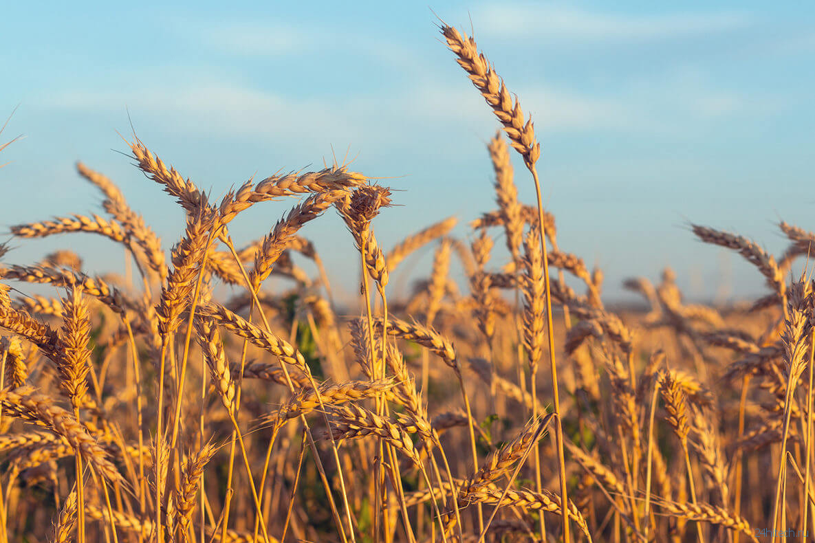 Как климатические изменения влияют на урожайность риса, пшеницы и кукурузы?
