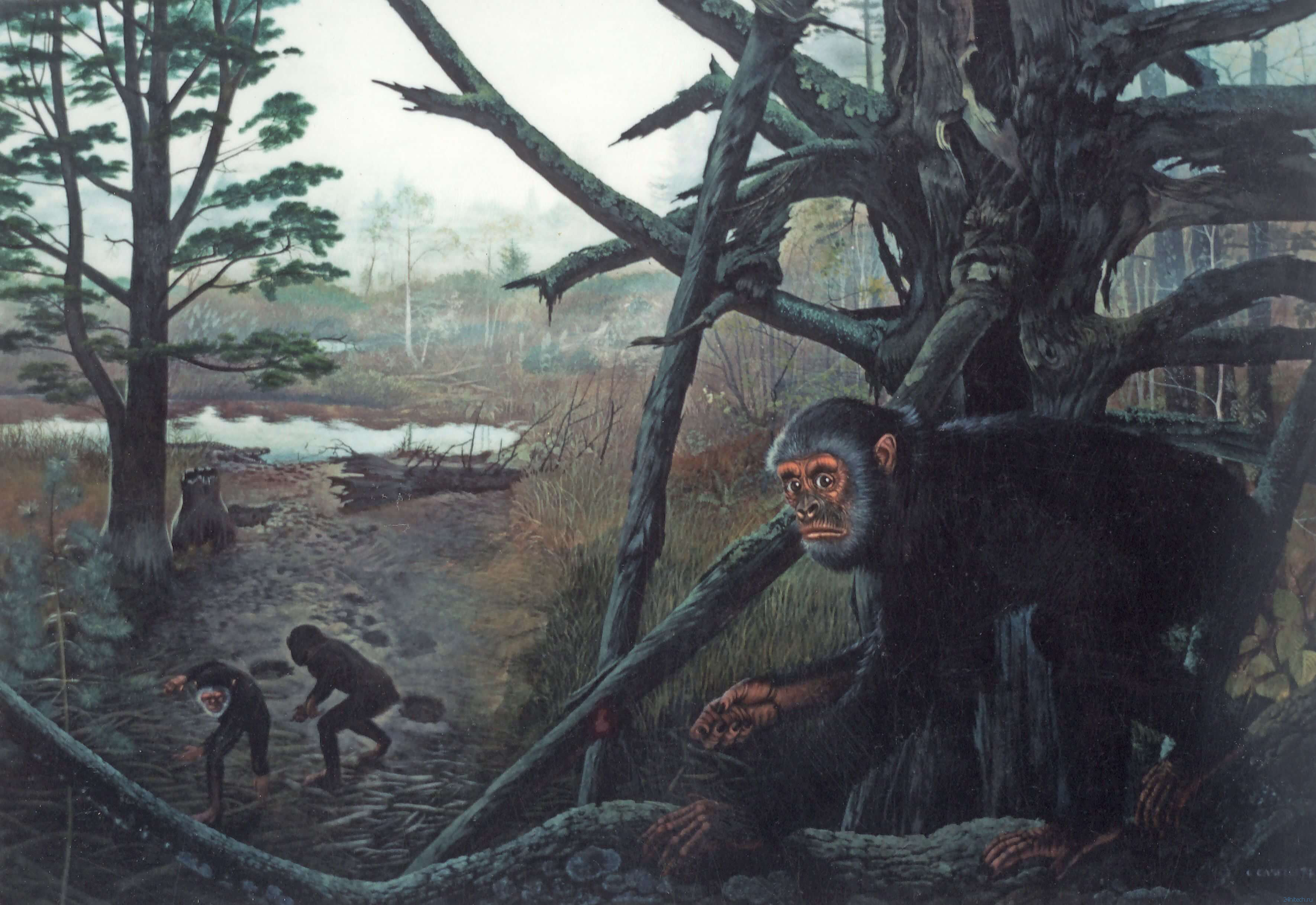 Почему древние обезьяны не умели ходить на двух ногах и не жили на деревьях?