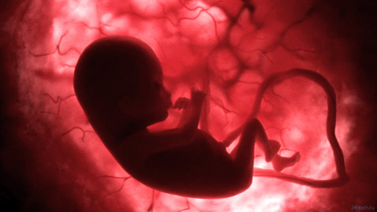 Что видят младенцы в утробе матери?