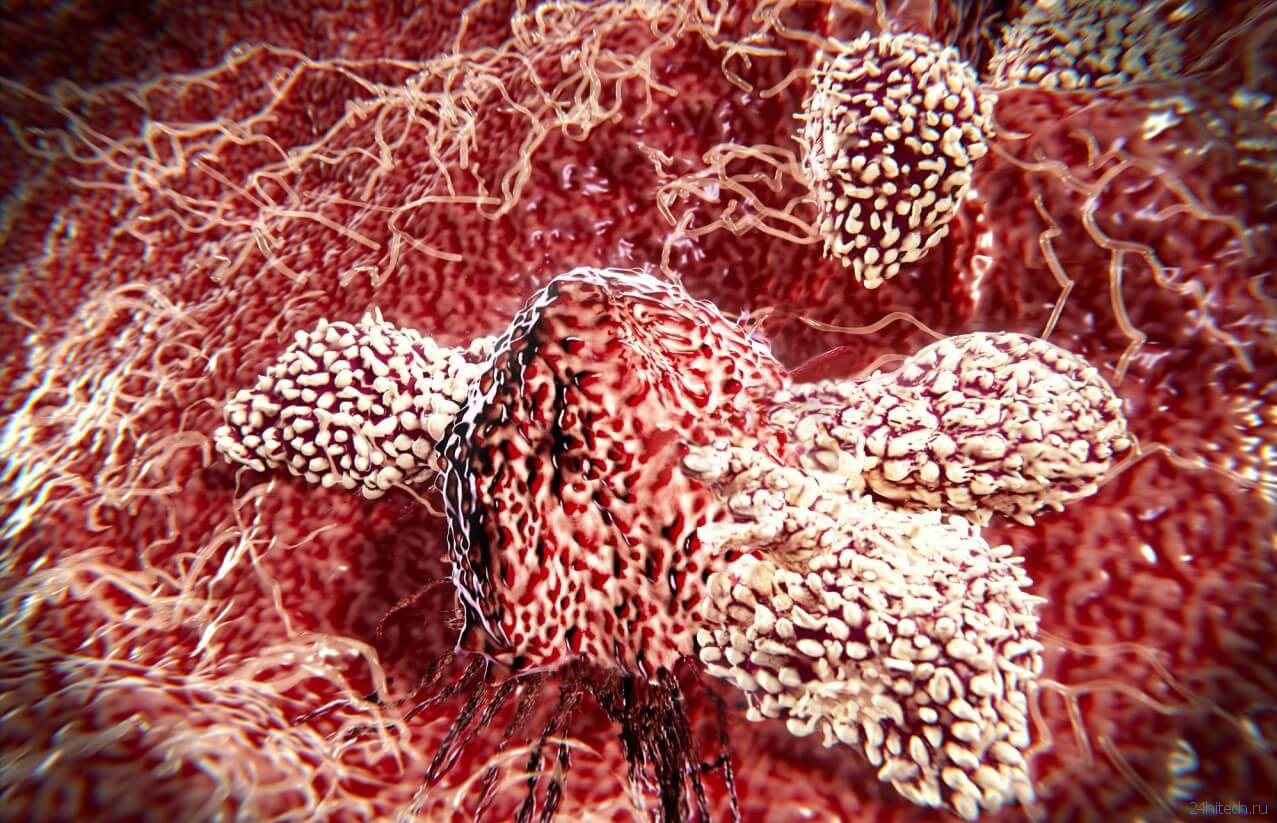 Почему иммунные клетки не убивают сами себя