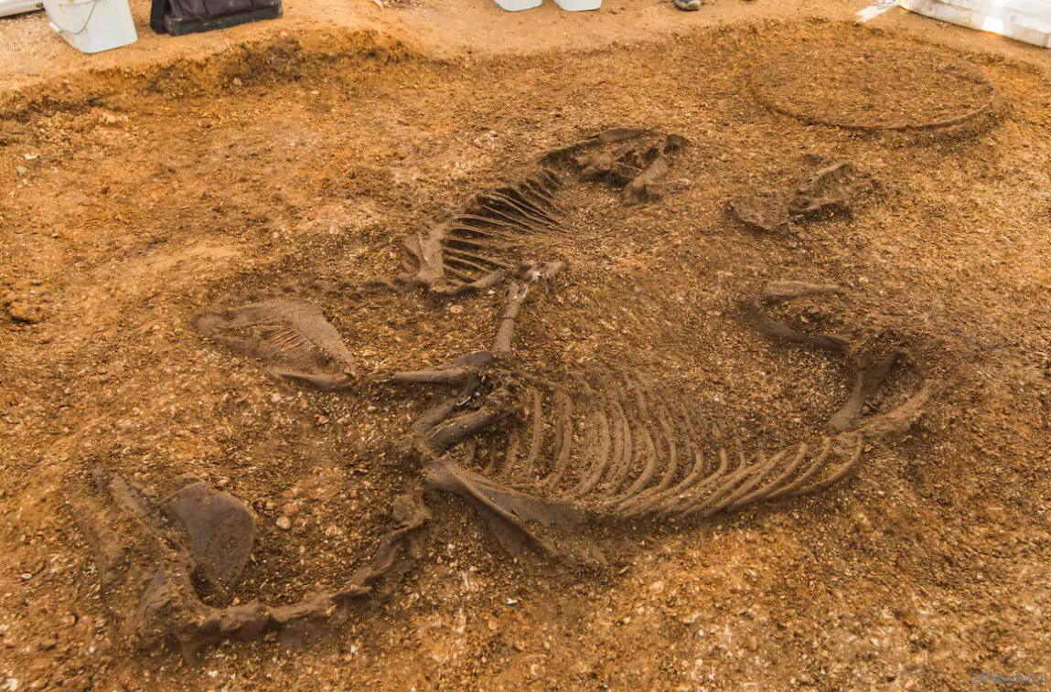 Почему раскопанный кельтский щит считается археологическим открытием тысячелетия?