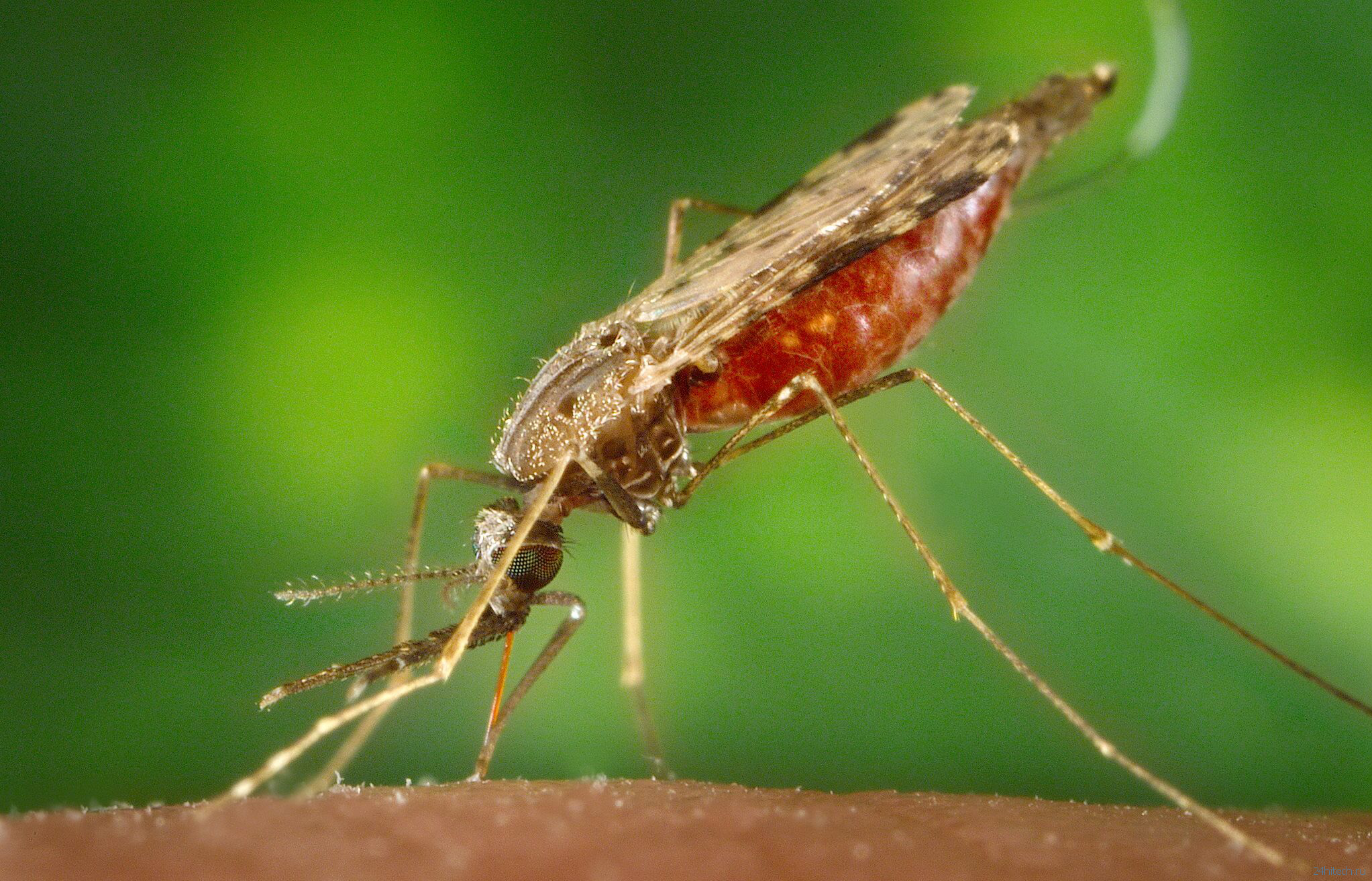 Как малярийные комары обнаруживают опасные химикаты и спасают себя от смерти?