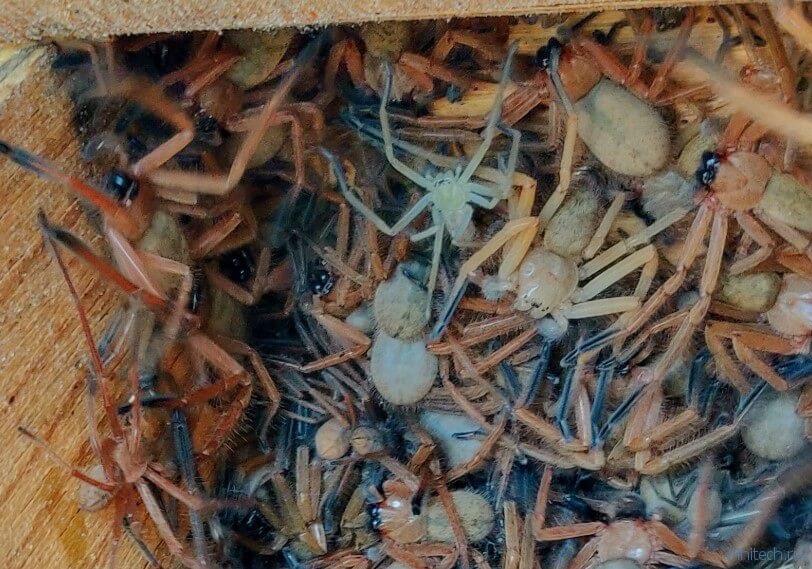 В Австралии найдена коробка с десятками ужасных пауков