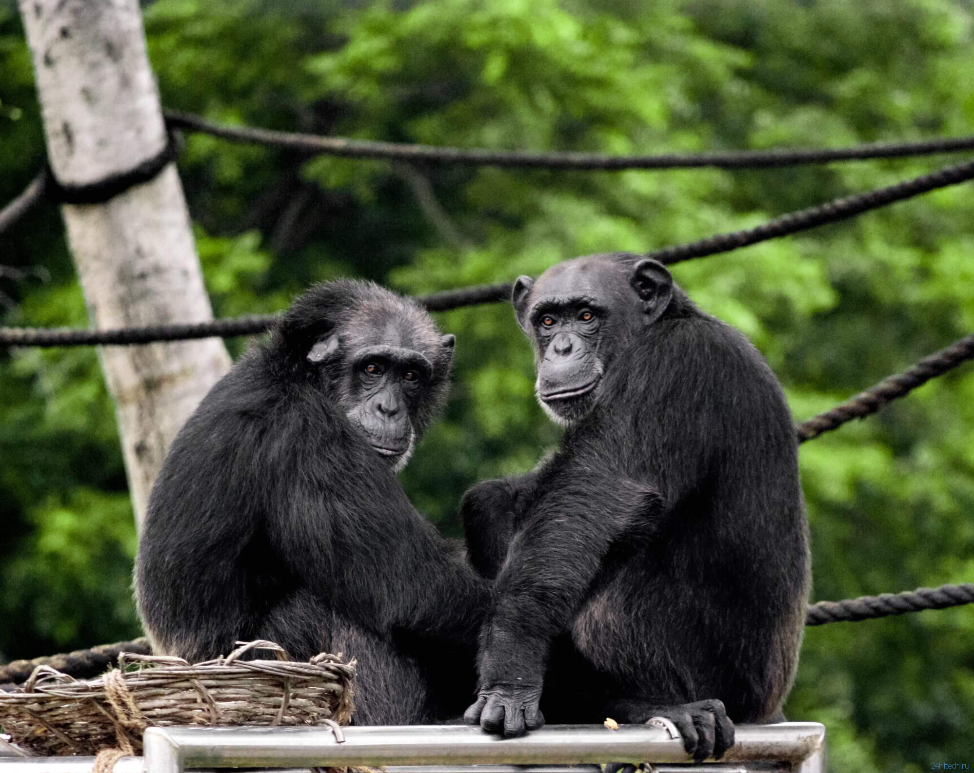 видео | Обнаружен новый способ общения шимпанзе с сородичами