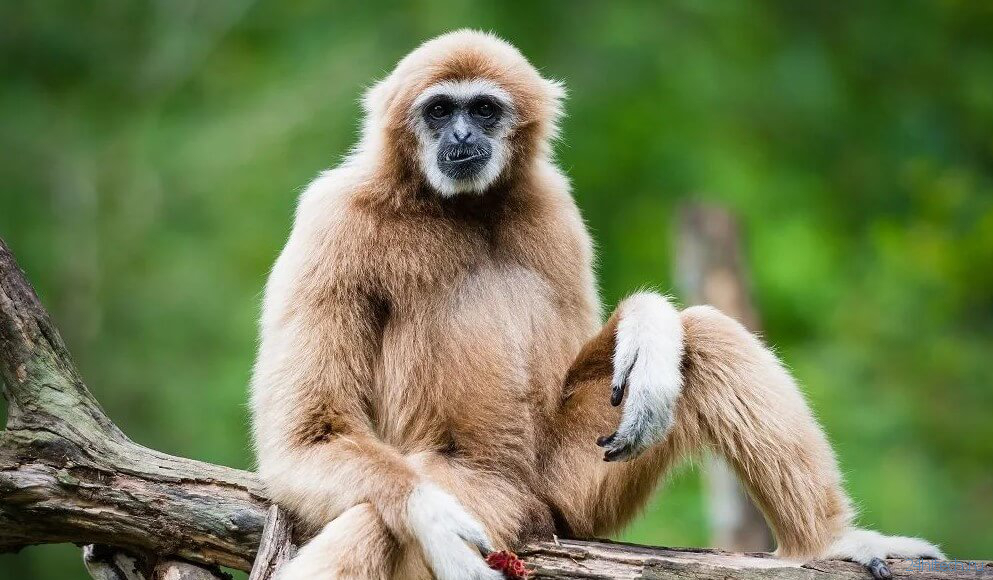 Почему древние обезьяны не умели ходить на двух ногах и не жили на деревьях?