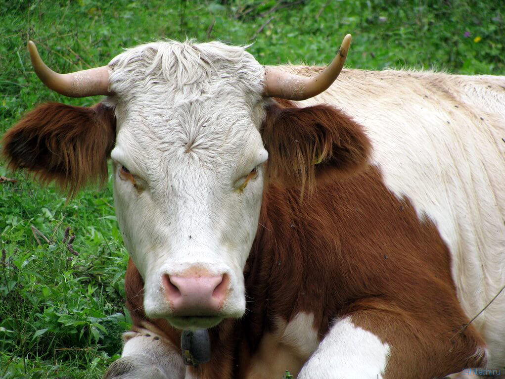 Найдена точная причина коровьего бешенства