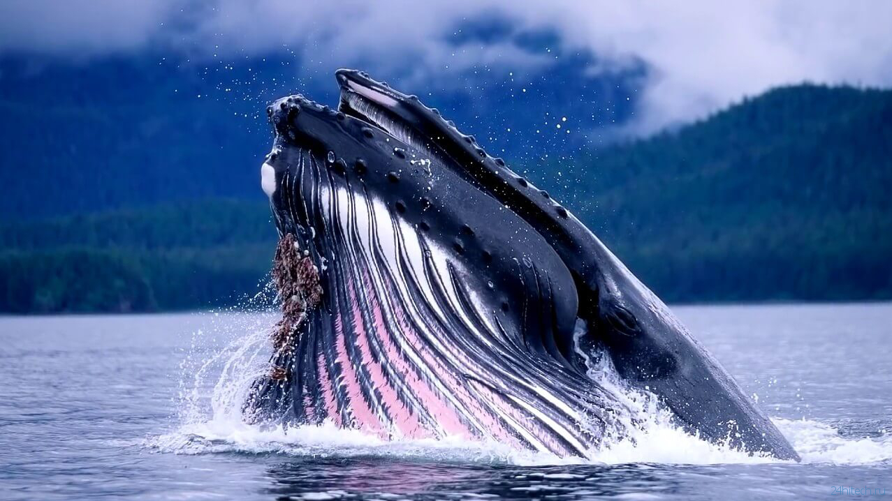 Почему сердцебиение китов так удивило ученых?