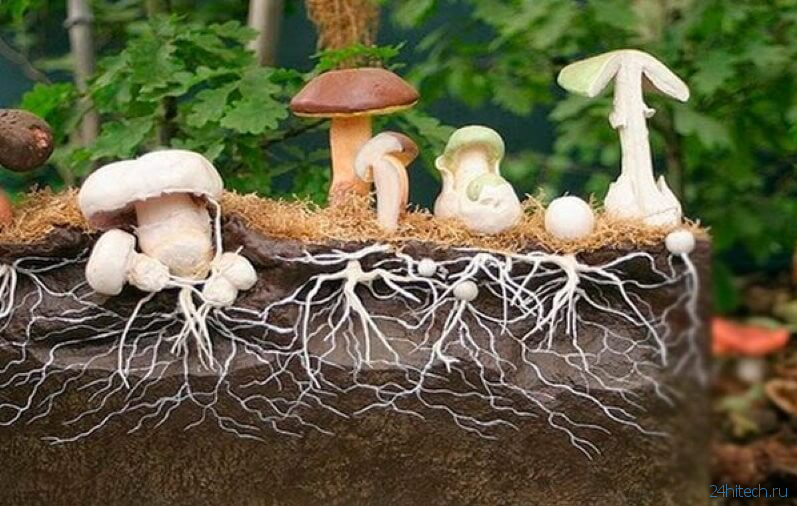 Почему ученые считают, что «люди будущего» должны жить в гигантских домах из грибов?