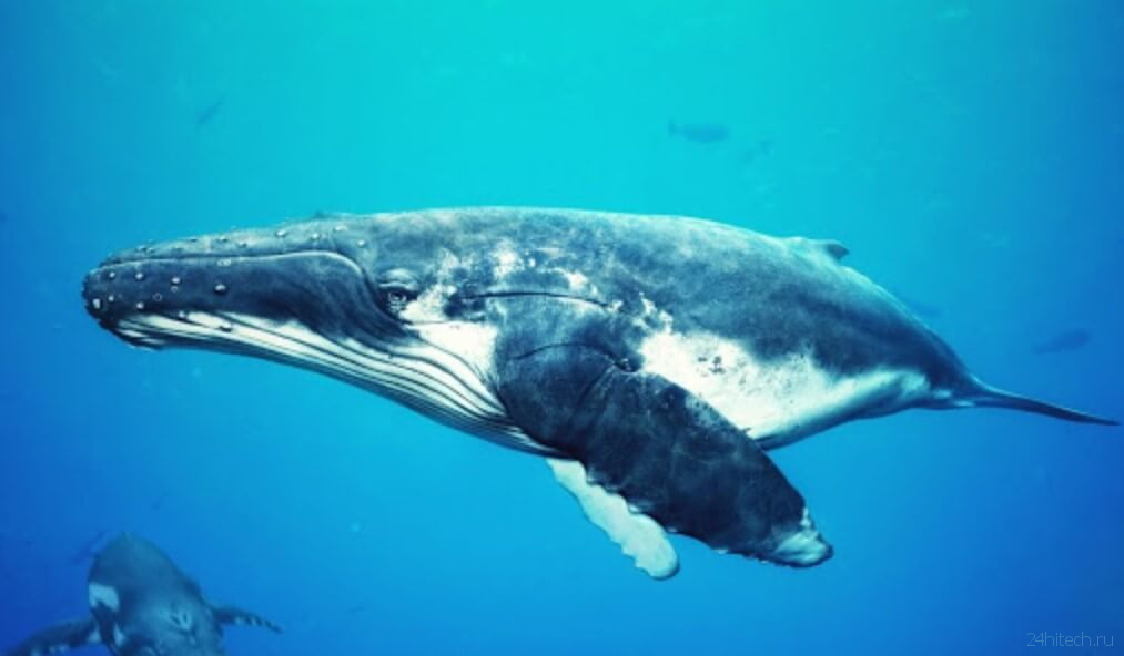 Как киты меняют старую кожу на новую?