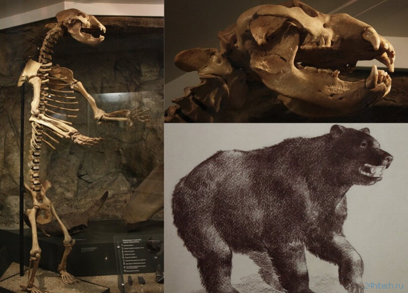 Какими были пещерные медведи и почему они вымерли?