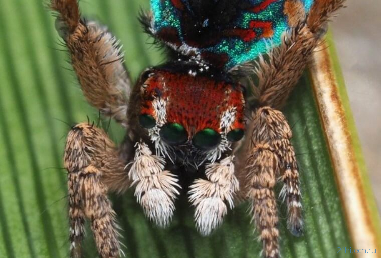 В Австралии найдены очень красивые пауки. Только взгляните на них!