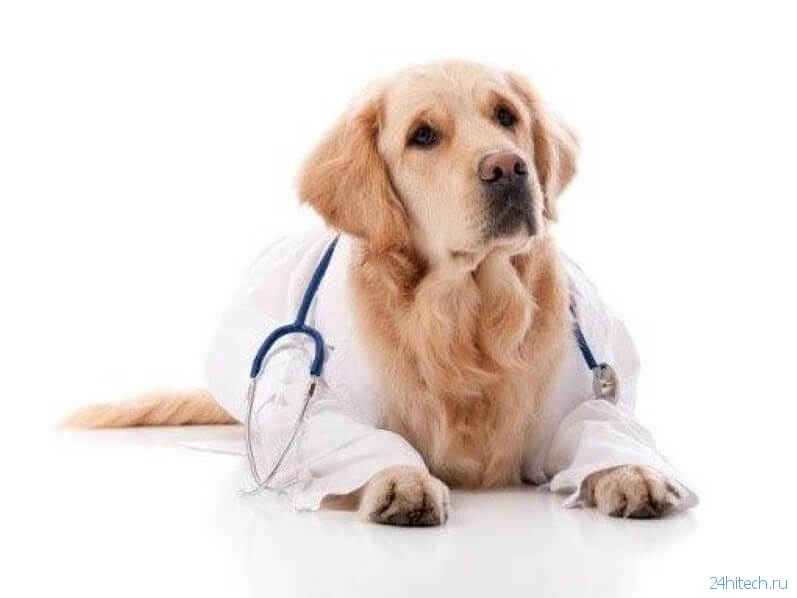 Смогут ли собаки определять коронавирус по запаху?