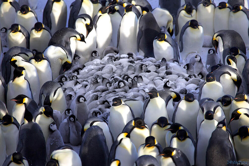 Умеют ли пингвины общаться под водой?
