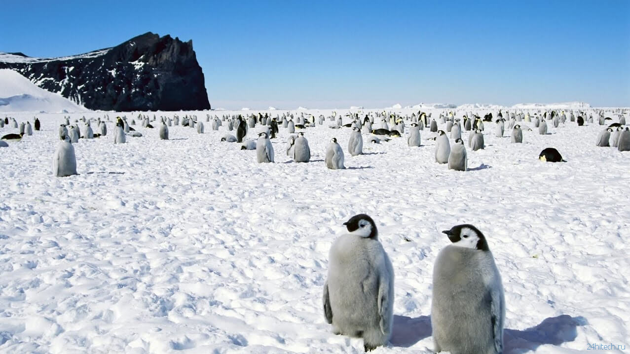 Как выглядела холодная Антарктида 90 миллионов лет назад?