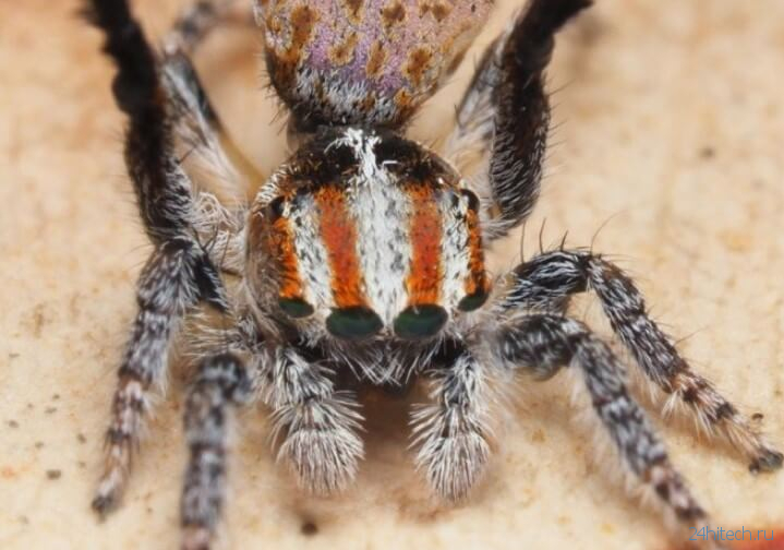 В Австралии найдены очень красивые пауки. Только взгляните на них!