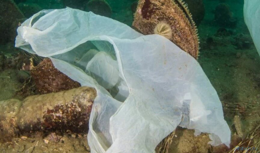 Что происходит с пластиковыми пакетами, выброшенными в воду?