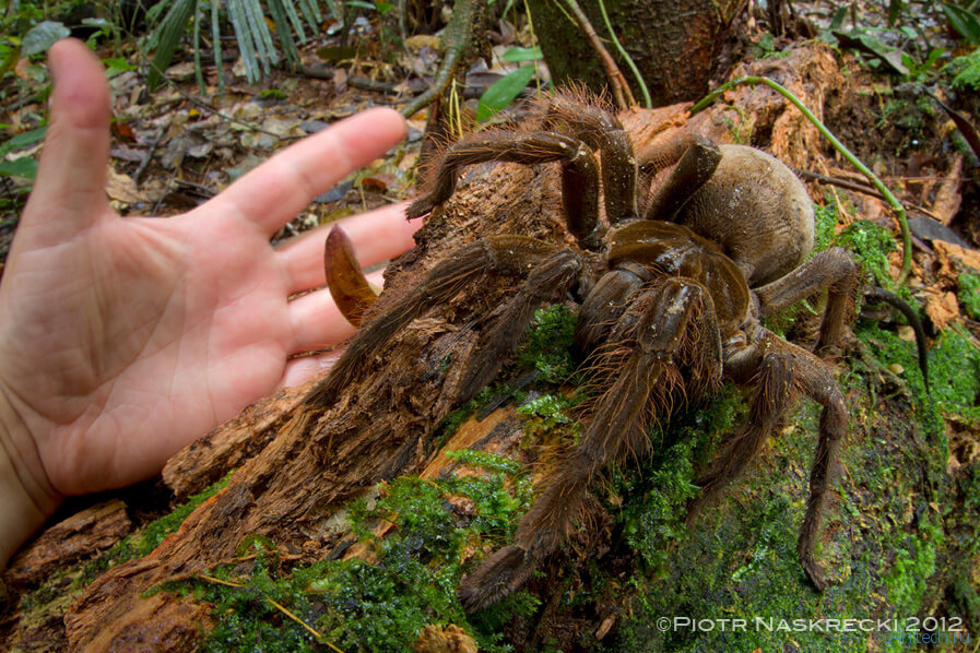 Самый большой паук в мире весит как собака: чем он еще интересен?